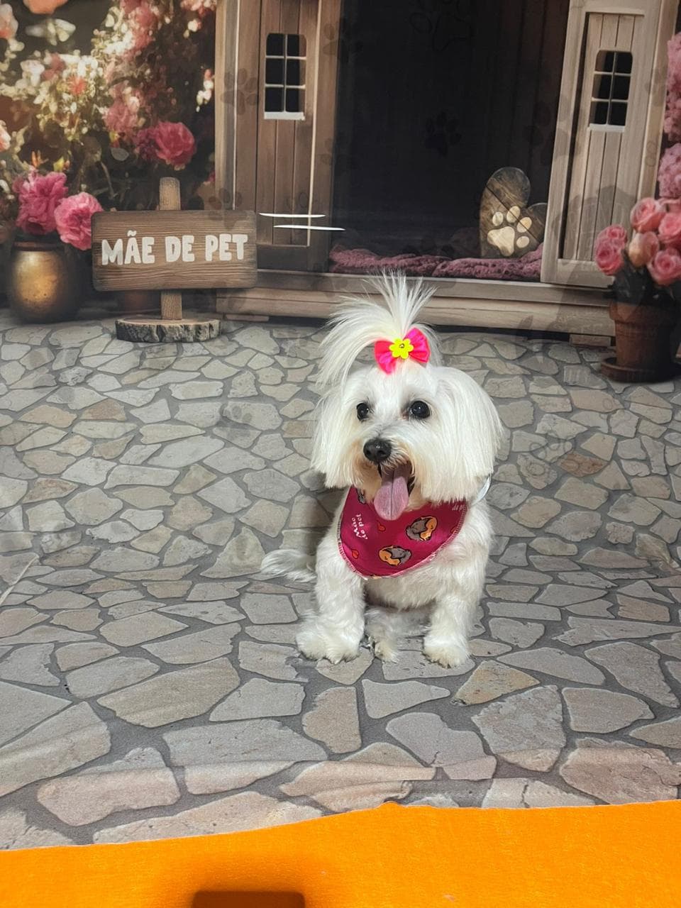 Pet feliz e bem cuidado após banho e tosa na Pet's House